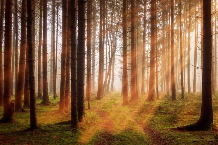 Von Sonnenlicht durchfluteter Nadelwald
