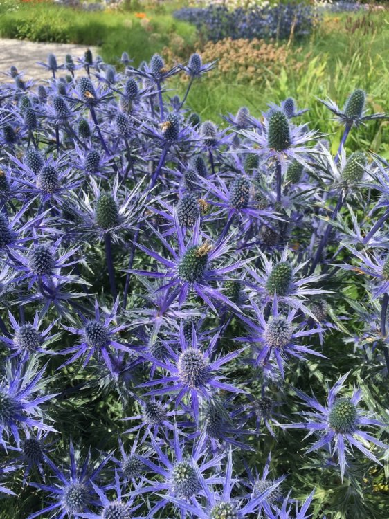 Bienen versammeln sich an einer Staude von blauen Disteln.