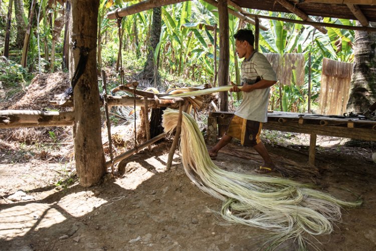 Ein natürliches Ökosystem auf den Philippinen, wo Bananenpflanzen nachhaltig kultiviert und verarbeitet werden.