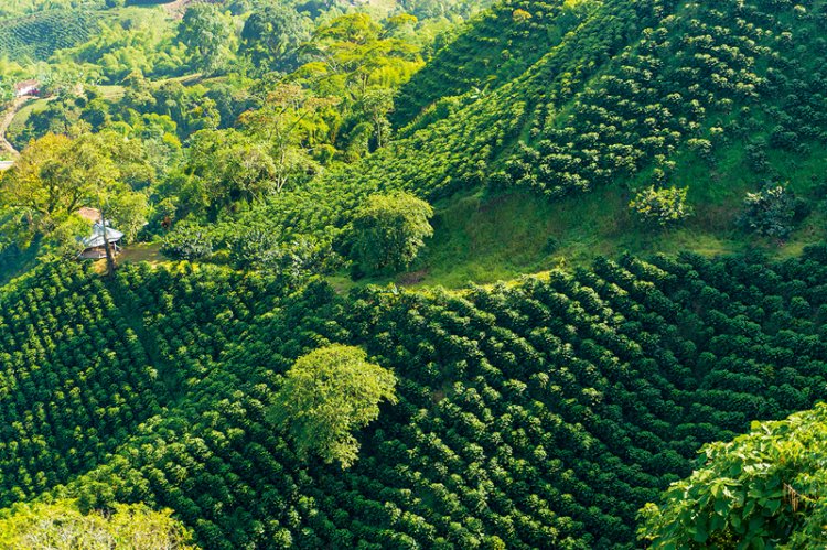 Die Kaffeeplantagen in Peru.