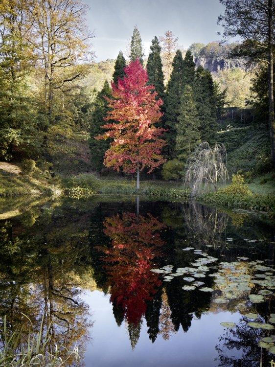 Am Maarsee setzt der Amberbaum vor einer Gruppe Flusszedern ein klares Ausrufezeichen.